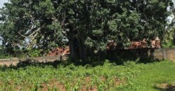 100 by 100 plots for sale in mtondia, kilifi.