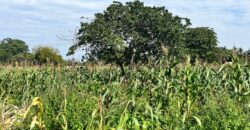 AN ACRE PLOT FOR SALE MTONDIA