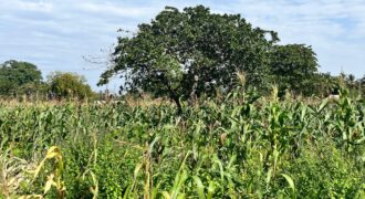 AN ACRE PLOT FOR SALE MTONDIA