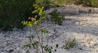 IDEAL 50 BY 100 PLOT FOR SALE-BOFA,ATWOLI ROAD