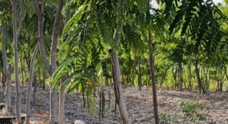 PREMIUM 1/2ACRE PLOT BOFA