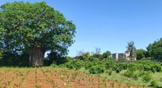 1 ACRE PRIME PLOT BOFA LEMARCH