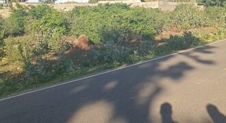 PRIME 100 BY 100 PLOT BOFA LEMARCH AREA