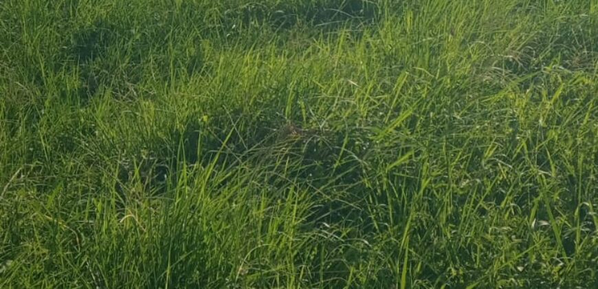 1 Acre Commercial Plot for Sale in Mnarani, Kilifi | Highway Frontage Land Ksh 25M